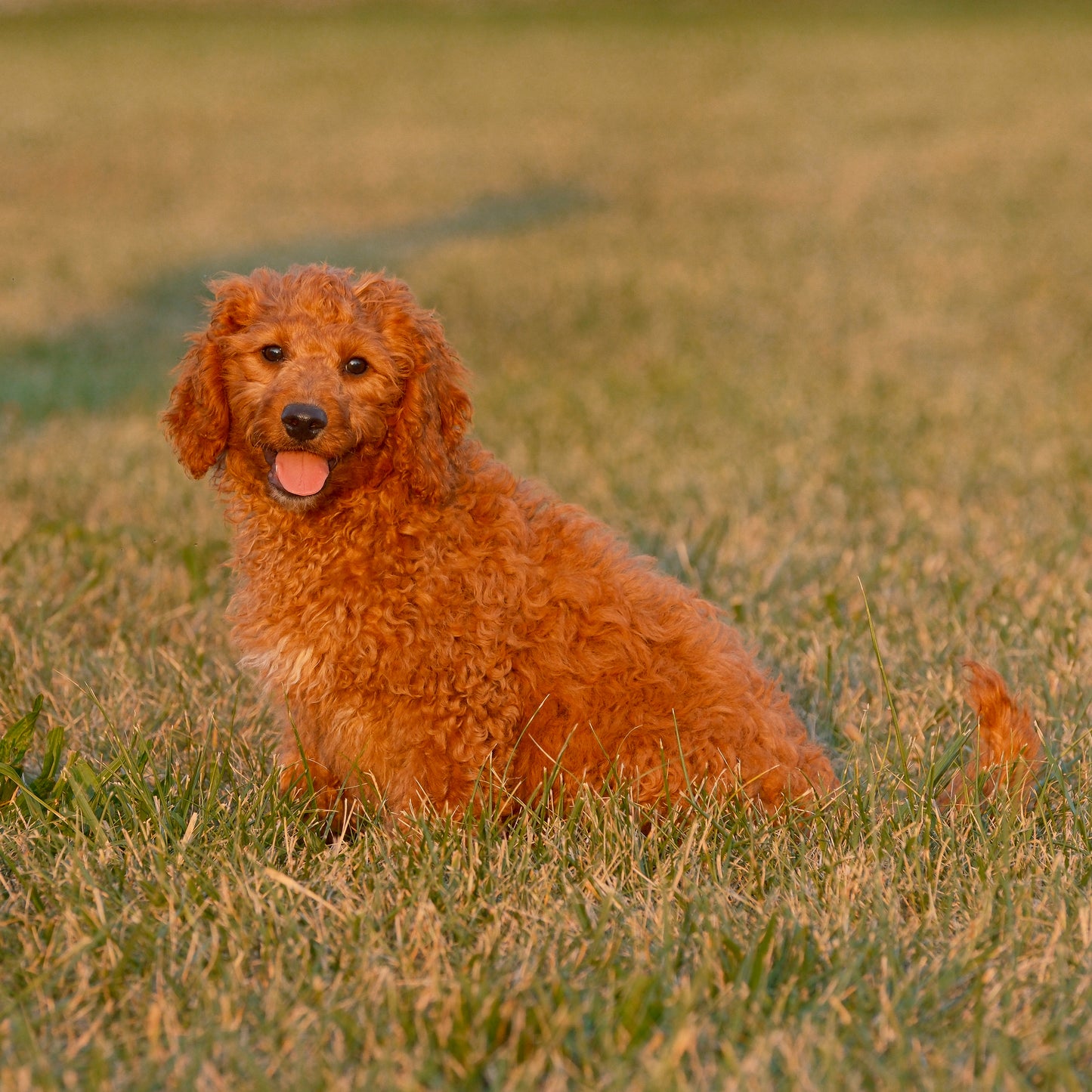 F1B-Mini-Goldendoodles