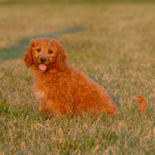 F1B-Mini-Goldendoodles