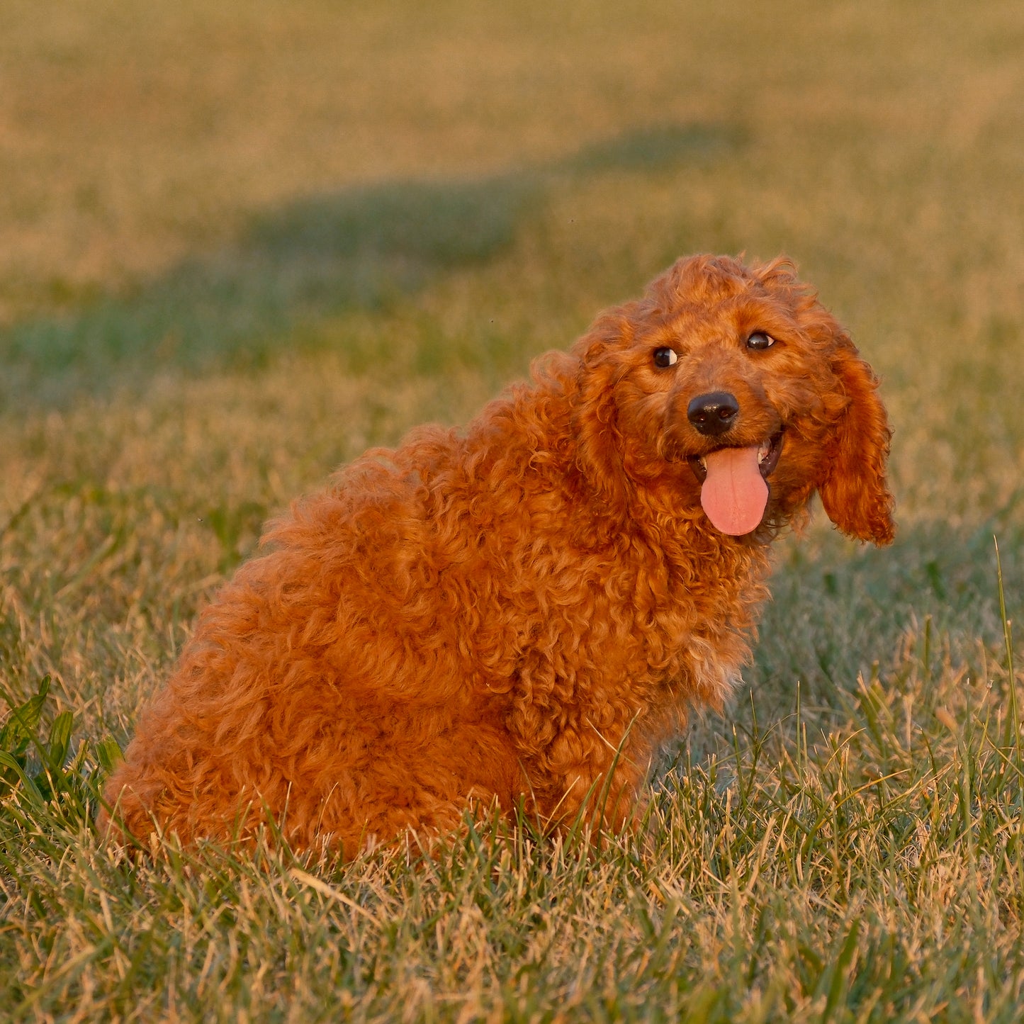 F1B-Mini-Goldendoodles