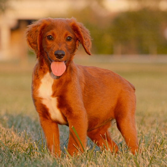 F1B-Mini-Goldendoodles