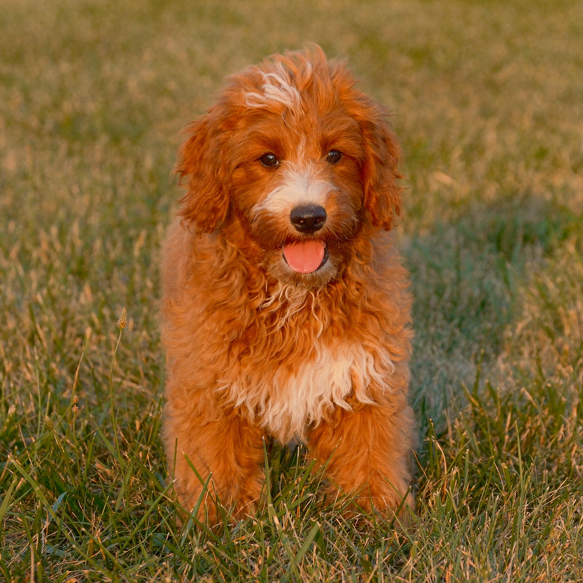 F1B-Mini-Goldendoodles