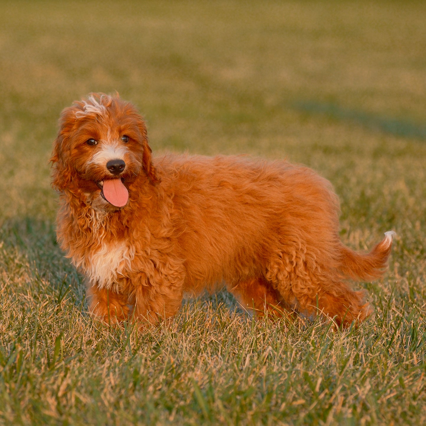 F1B-Mini-Goldendoodles