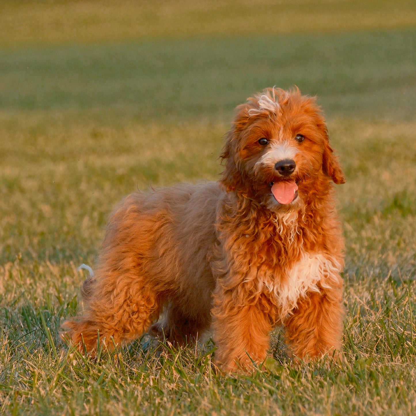 F1B-Mini-Goldendoodles