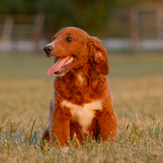 F1B-Mini-Goldendoodles