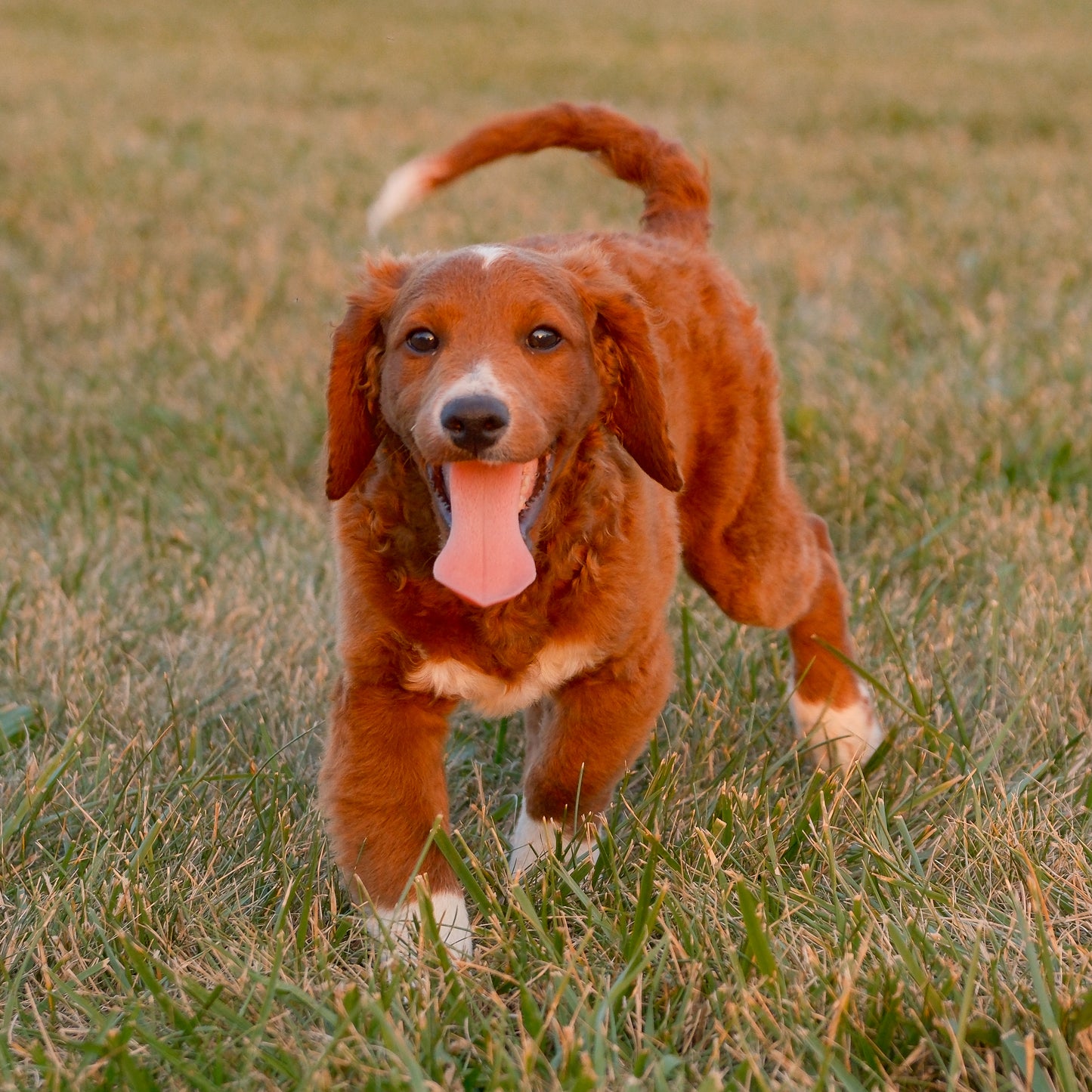 F1B-Mini-Goldendoodles