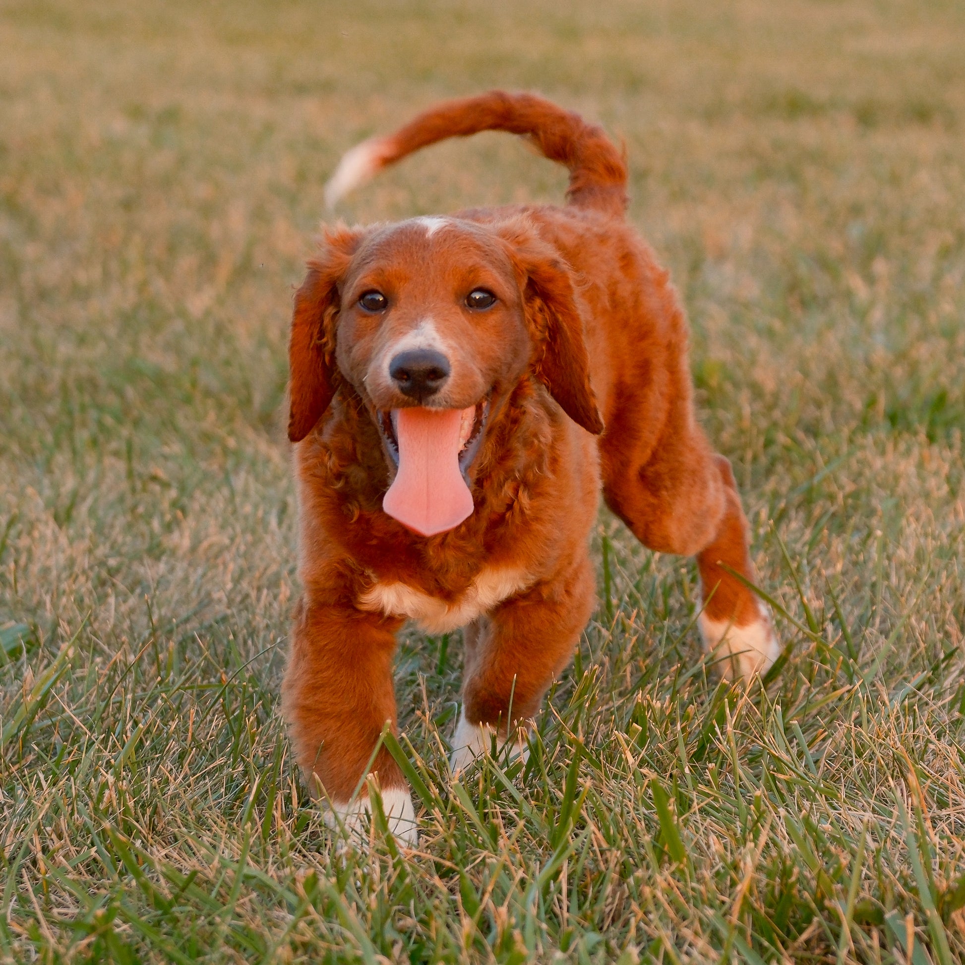 F1B-Mini-Goldendoodles