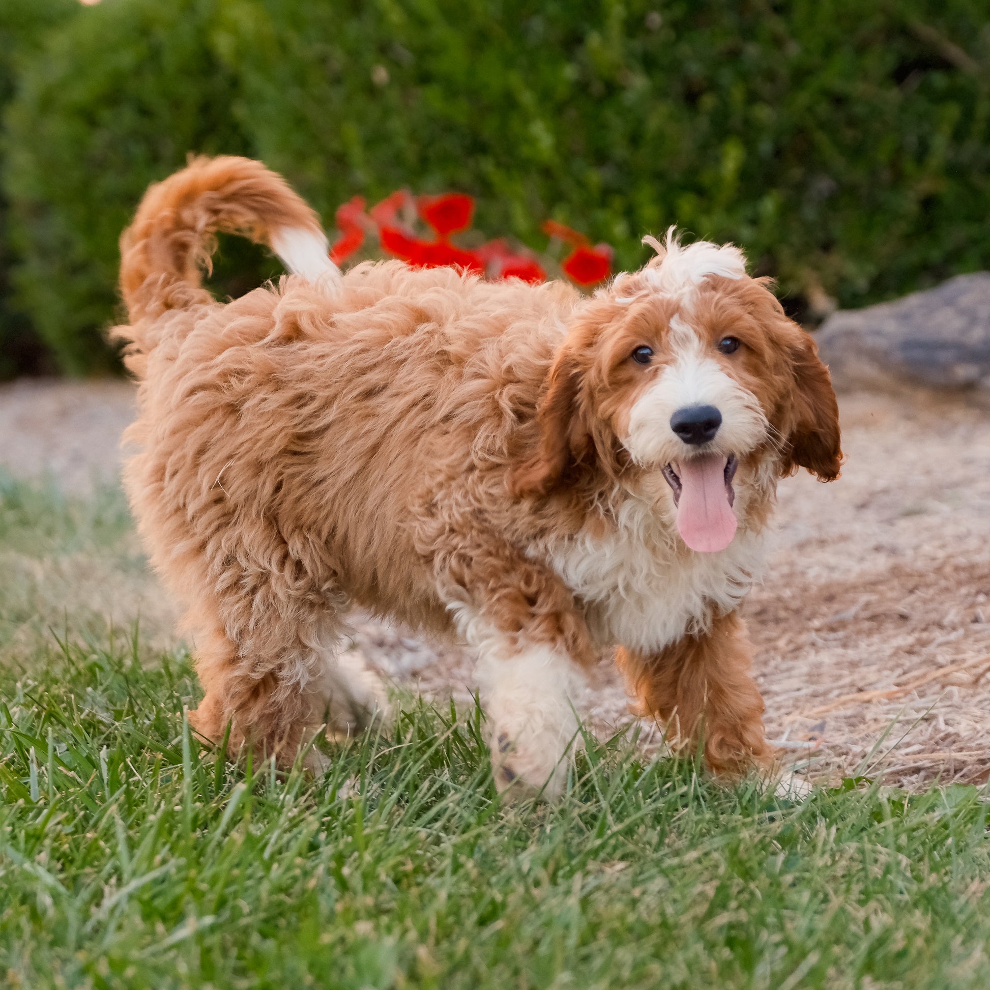 F1B-Mini-Goldendoodles