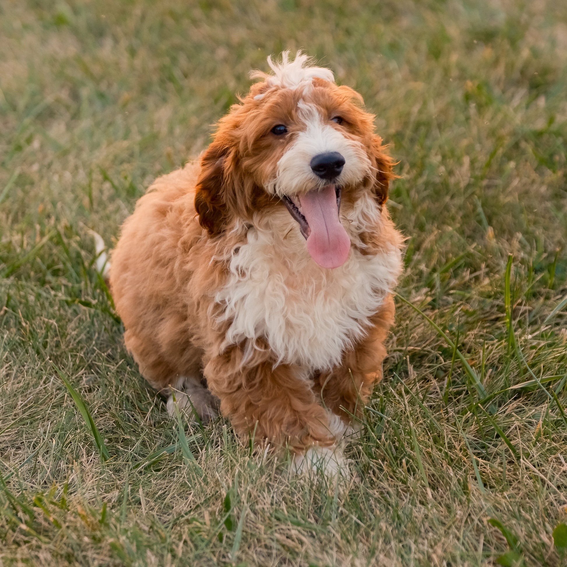 F1B-Mini-Goldendoodles