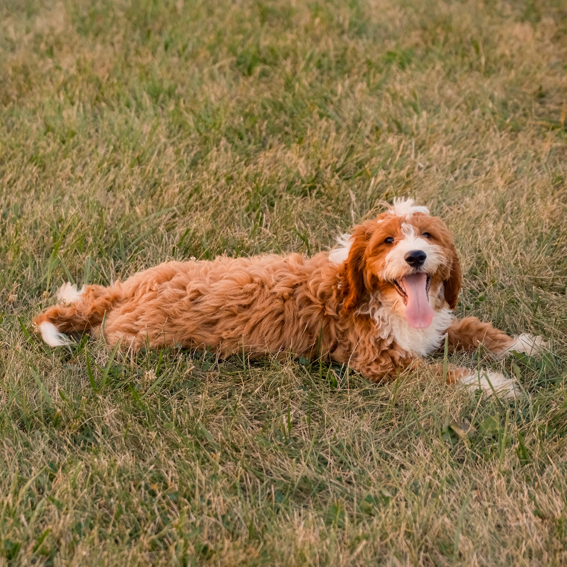 F1B-Mini-Goldendoodles