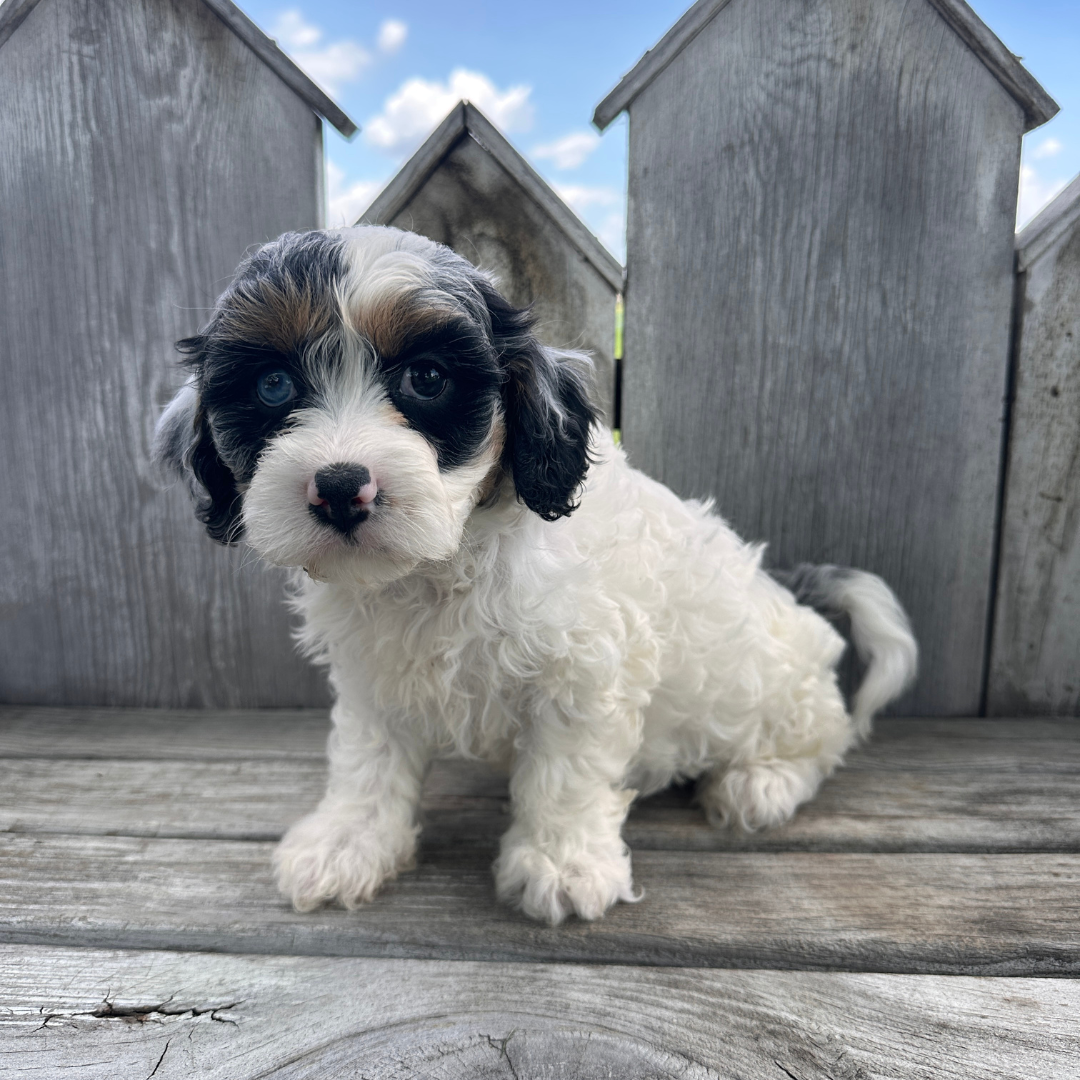 Merle-Cavapoos