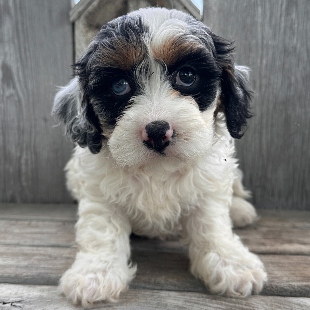 Merle-Cavapoos