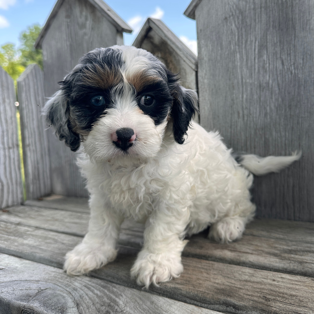 Merle-Cavapoos
