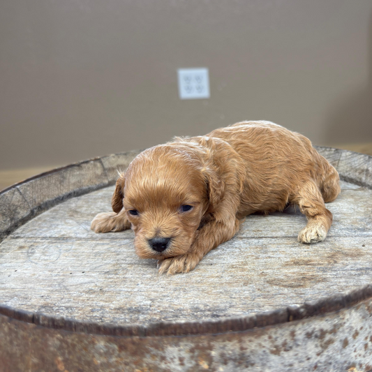 Cavapoo-Puppies