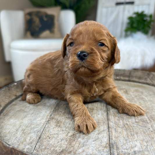 Cavapoo-Puppies