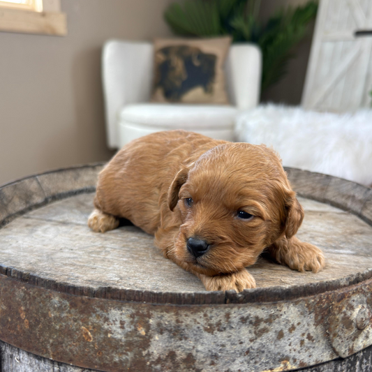 Cavapoo-Puppies