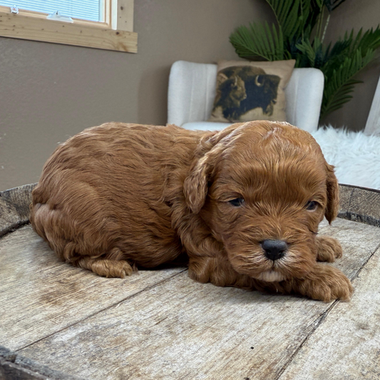Cavapoo-Puppies