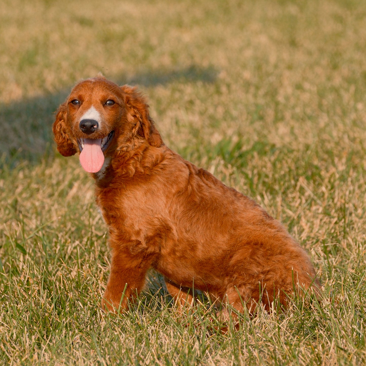 F1B-Mini-Goldendoodles