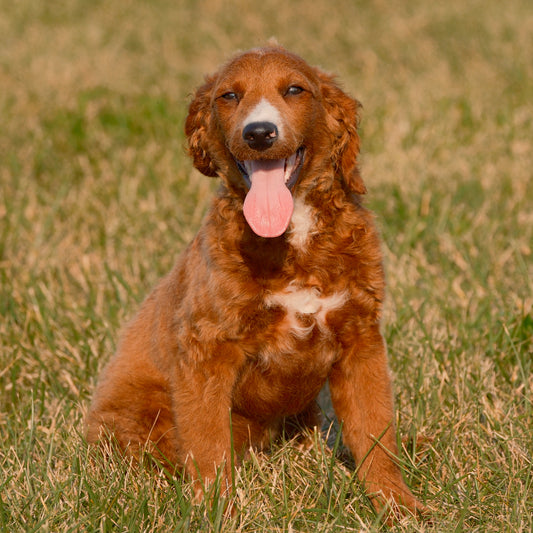 F1B-Mini-Goldendoodles