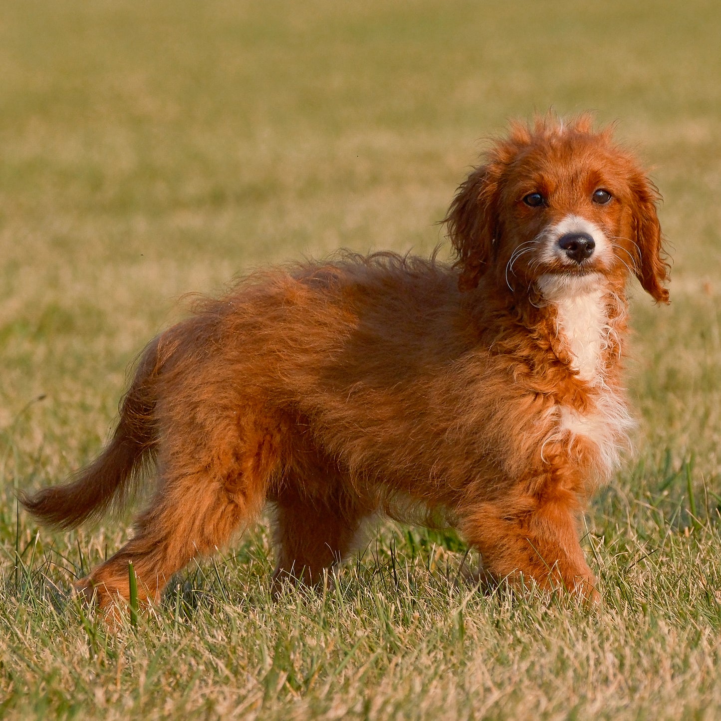 F1B-Mini-Goldendoodles