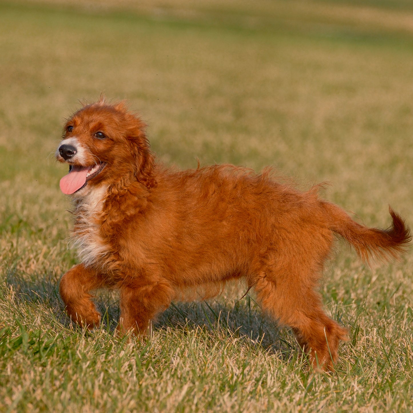 F1B-Mini-Goldendoodles