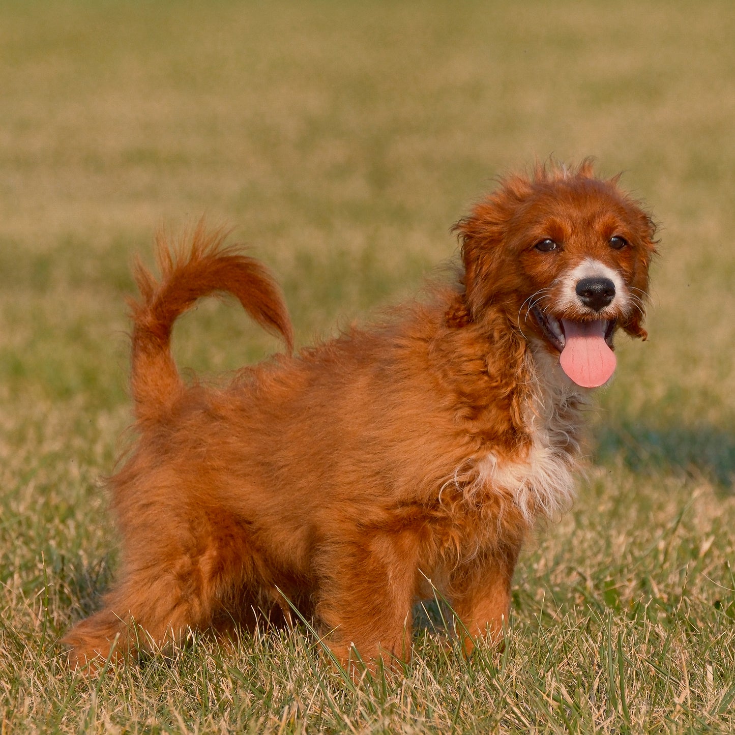 F1B-Mini-Goldendoodles