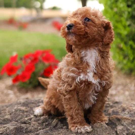 F1B-Mini-Goldendoodles