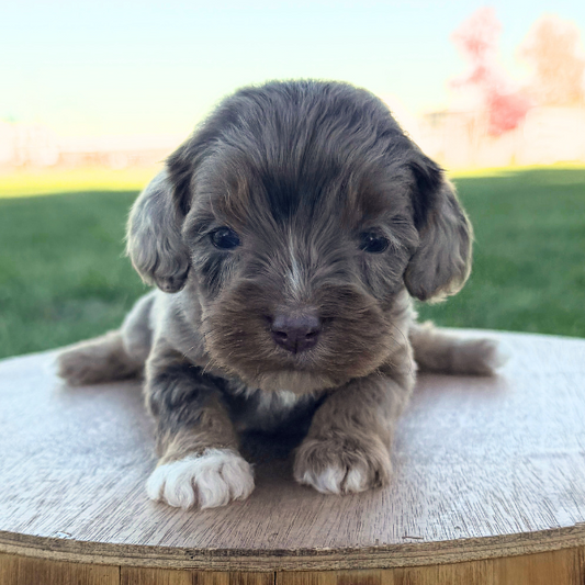 Merle-Cavapoo