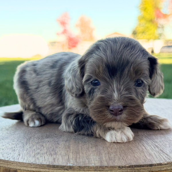 Merle-Cavapoo