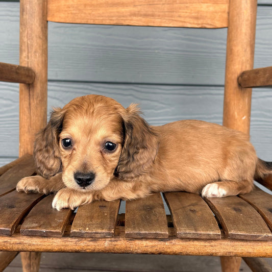 dachshund  puppy sitting on a wooden chair with a wooden floor and wall in the background at RafterEPups