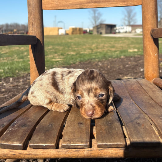 Mini Dachshund sitting on a wooden chair outdoors with a clear blue sky.
