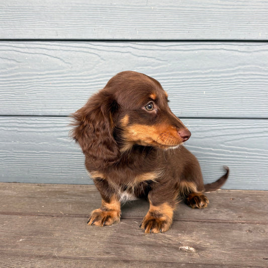 Mini Dachshund Puppy standing on a wooden deck against a light blue wooden wall at RafterEPups
