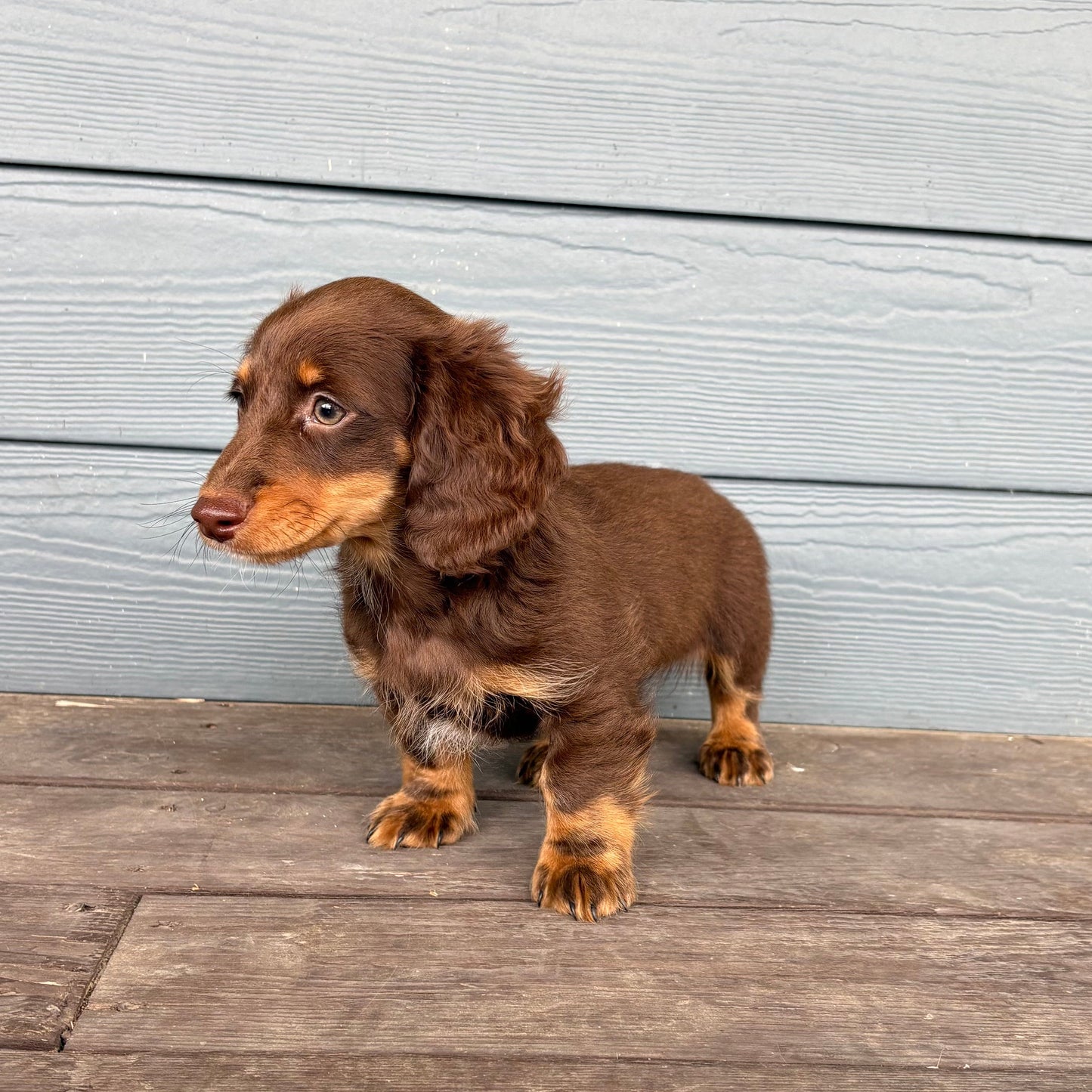 Mini Dachshund Puppy standing on a wooden deck with a light blue wooden wall in the background at RafterEPups