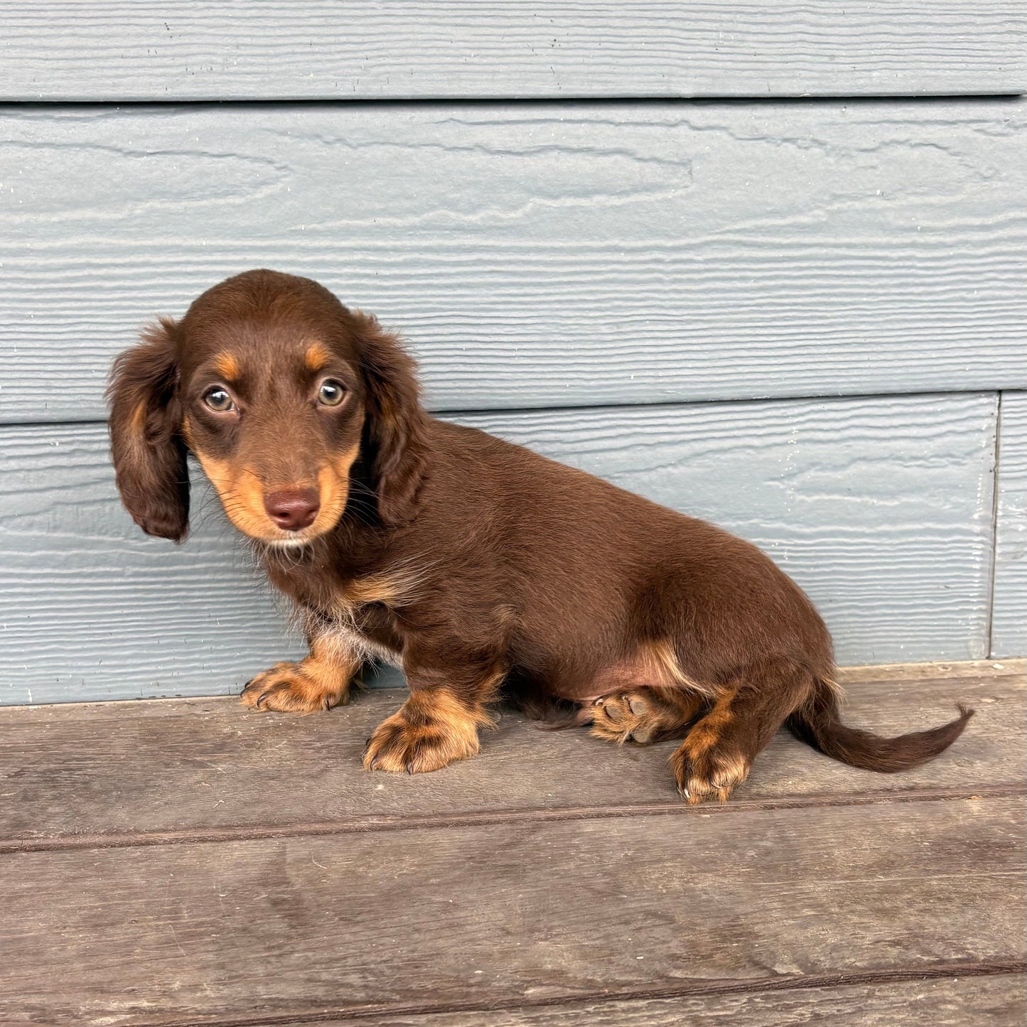 Mini Dachshund Puppy sitting on a wooden deck against a light blue wooden wall at Rafterepups