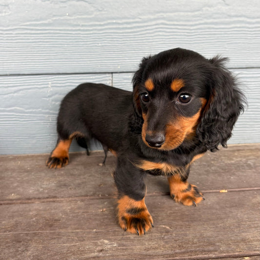 Small black and brown Mini Dachshund Puppy standing on a wooden floor against a light gray wall at Rafterepups
