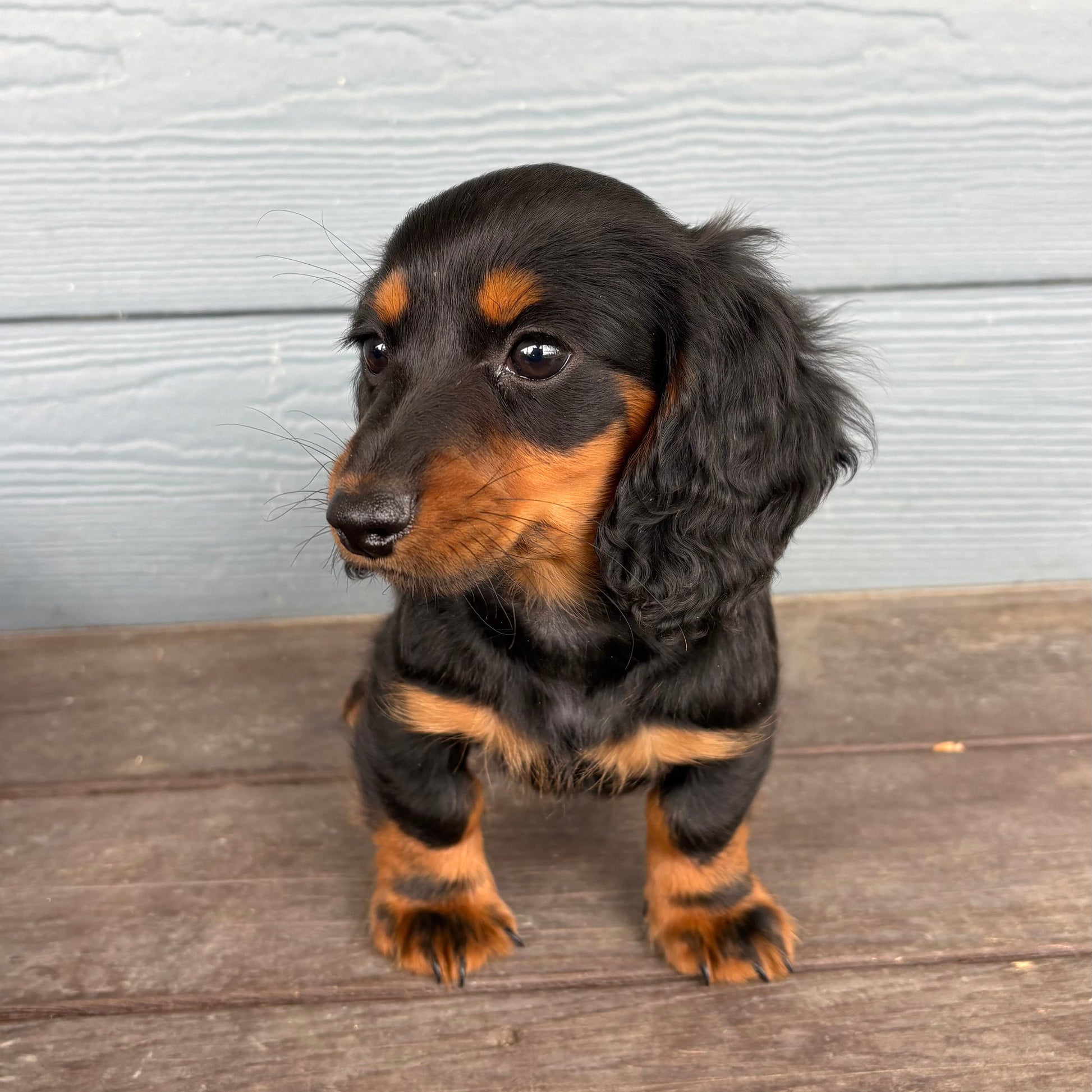 Small black and brown Mini Dachshund Puppy standing on a wooden deck with a light gray wall in the background at Rafterepups