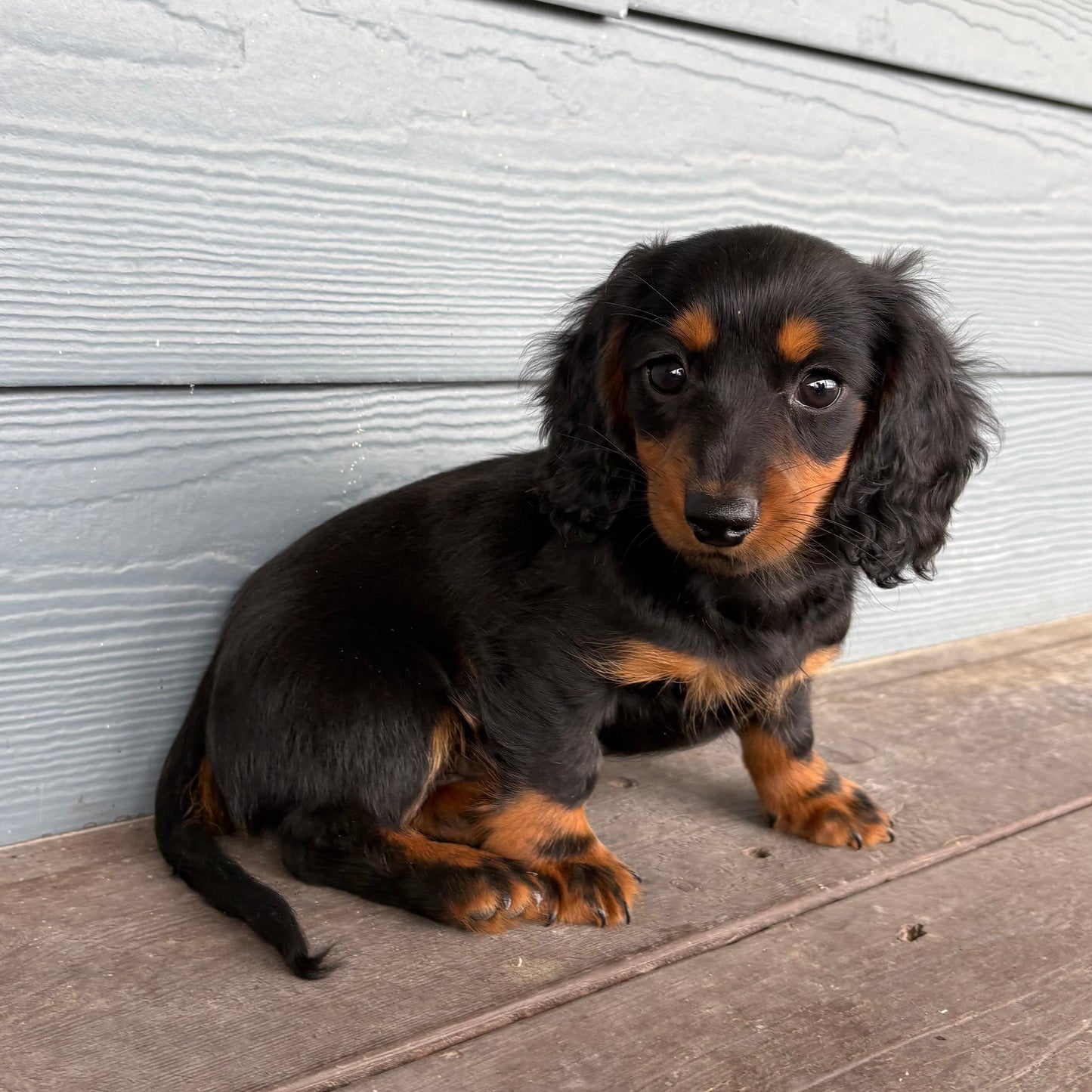 Small black and brown Mini Dachshund Puppy  sitting on a wooden deck against a light gray wall at Rafterepups