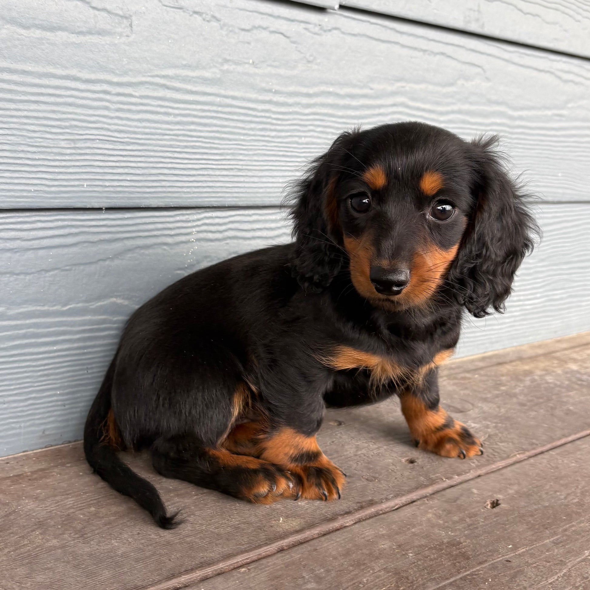 Small black and brown Mini Dachshund Puppy  sitting on a wooden deck against a light gray wall at Rafterepups