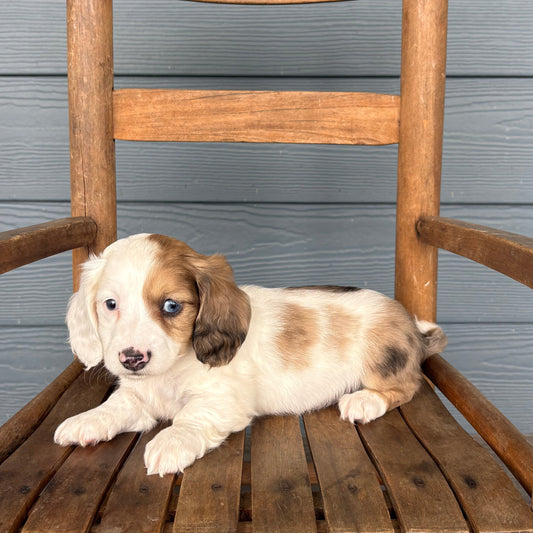 Mini Dachshund Puppy sitting on a wooden chair against a gray wooden panel background at RafterEPups