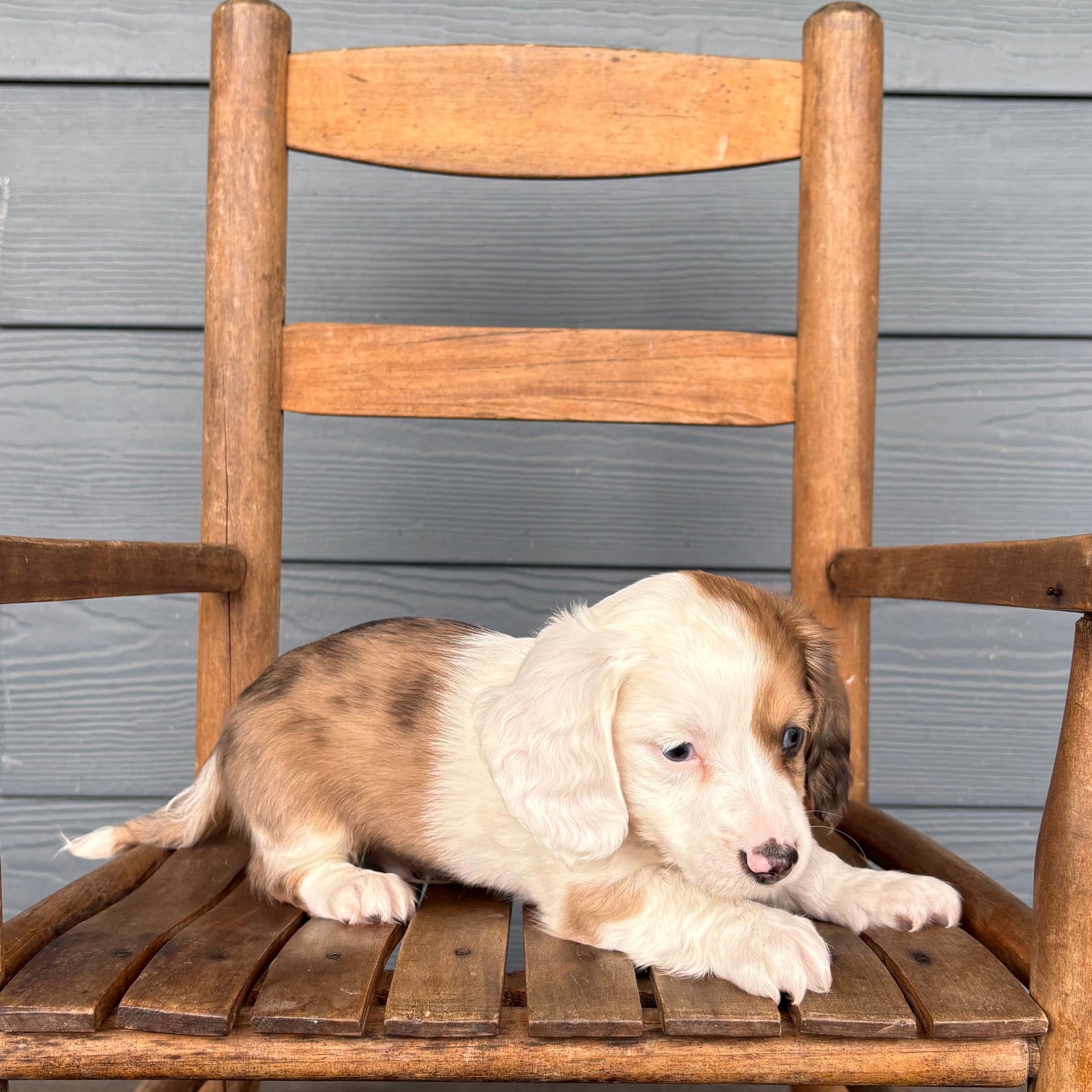 Mini Dachshund Puppy sitting on a wooden chair against a gray wooden wall.