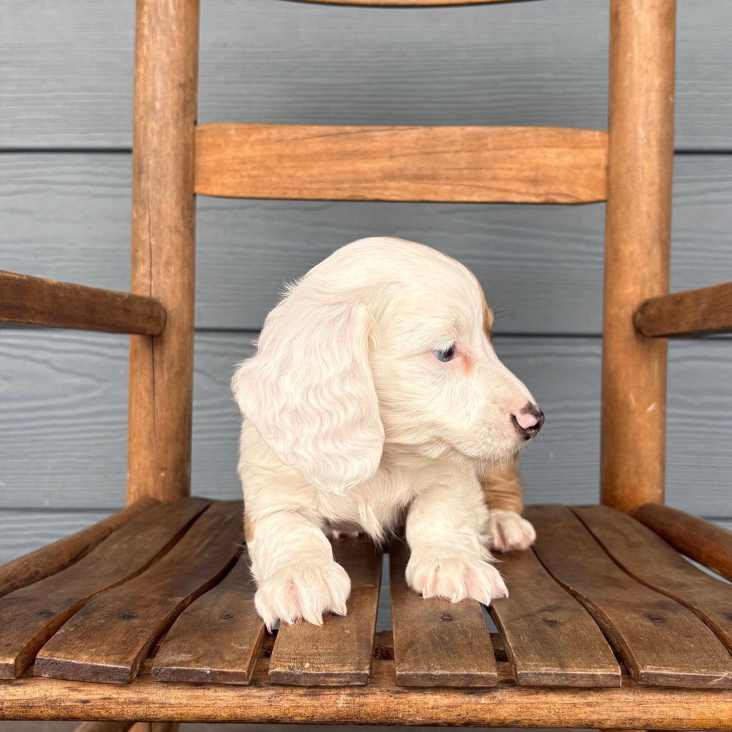 Mini Dachshund Puppy sitting on a wooden chair outdoors at rafterepups