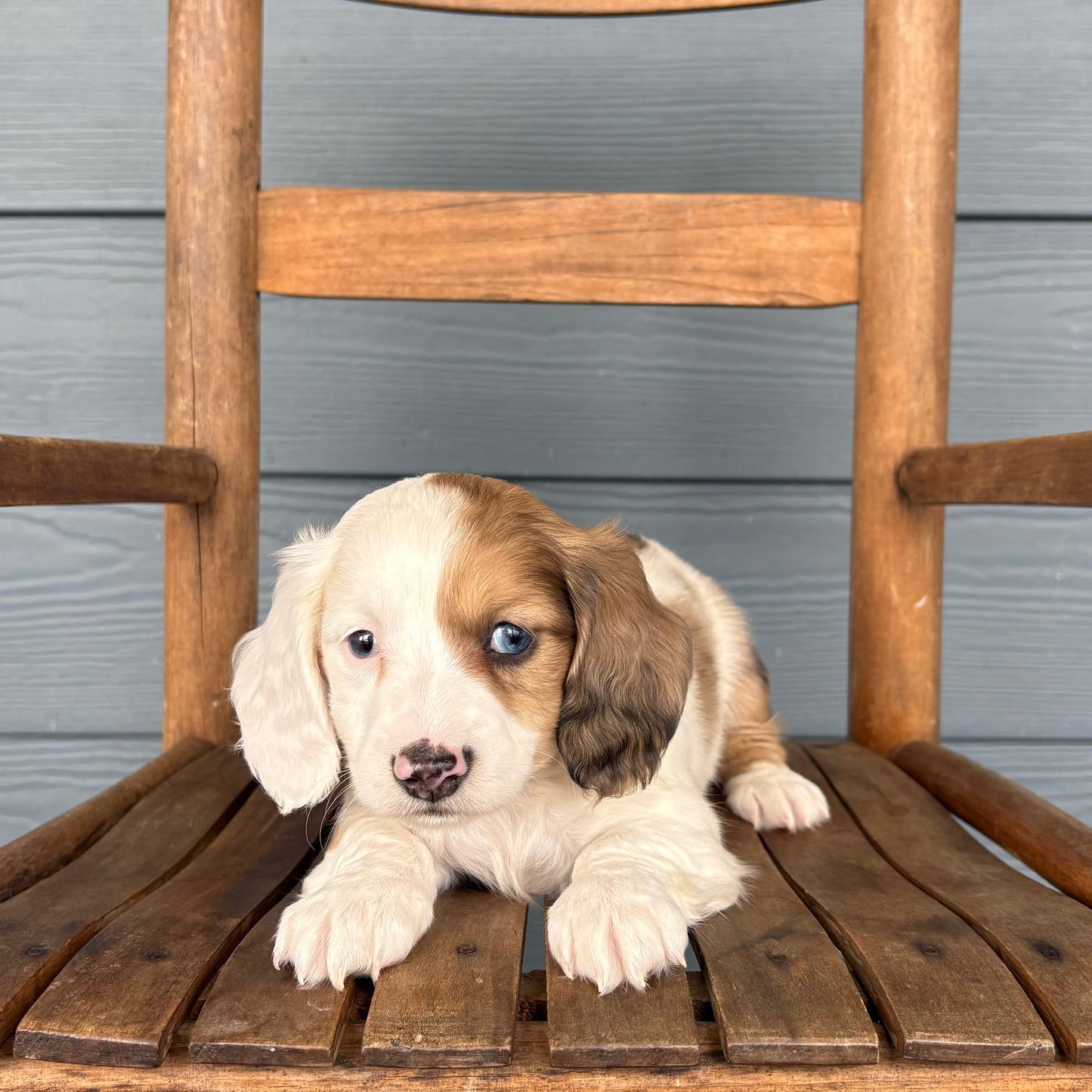 Mini Dachshund Puppy sitting on a wooden chair against a gray wooden wall at rafterepups