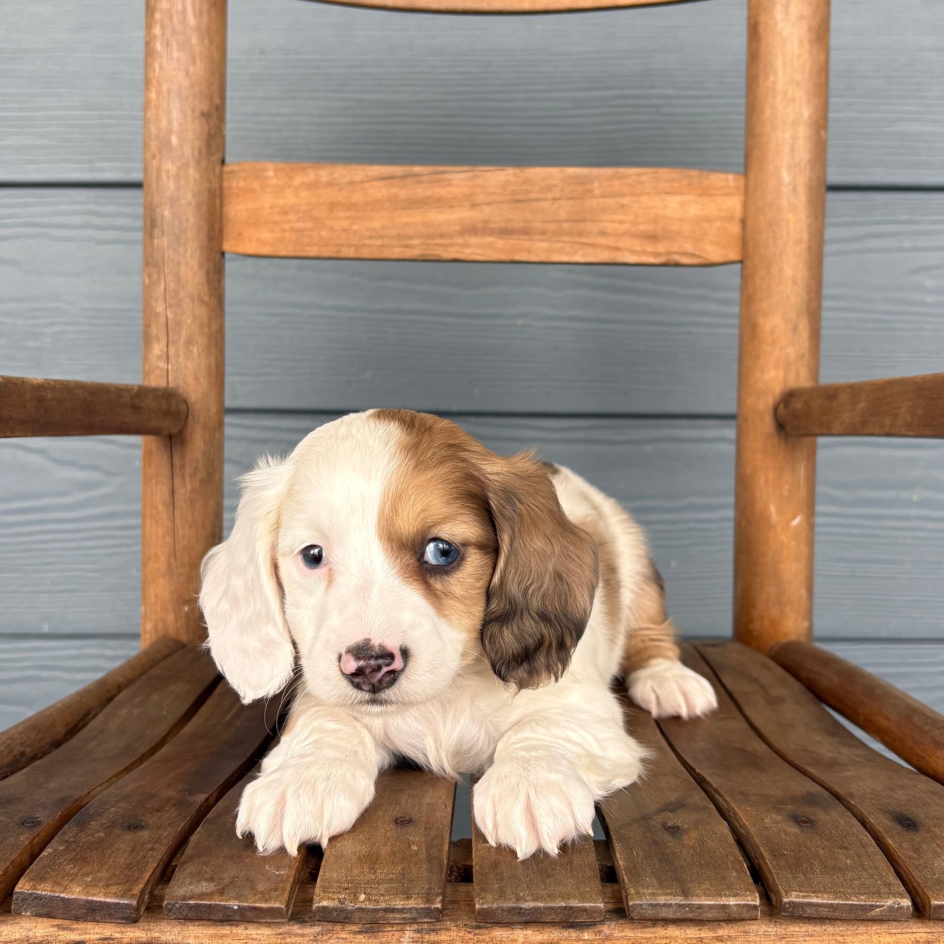 Mini Dachshund Puppy sitting on a wooden chair against a gray wooden wall at rafterepups