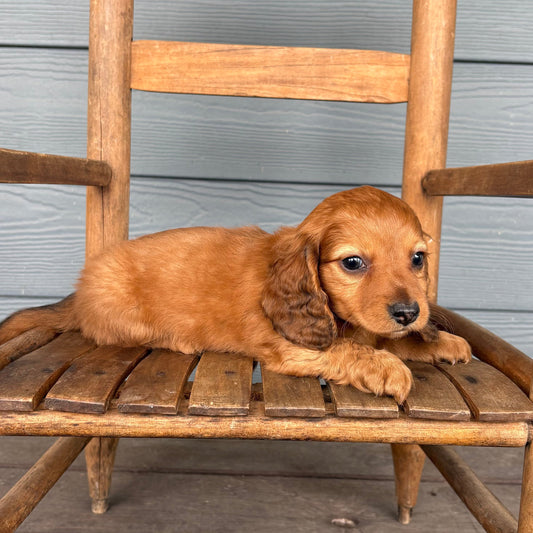 Mini Dachshund puppy sitting on a wooden chair against a gray wooden wall at RafterEPups