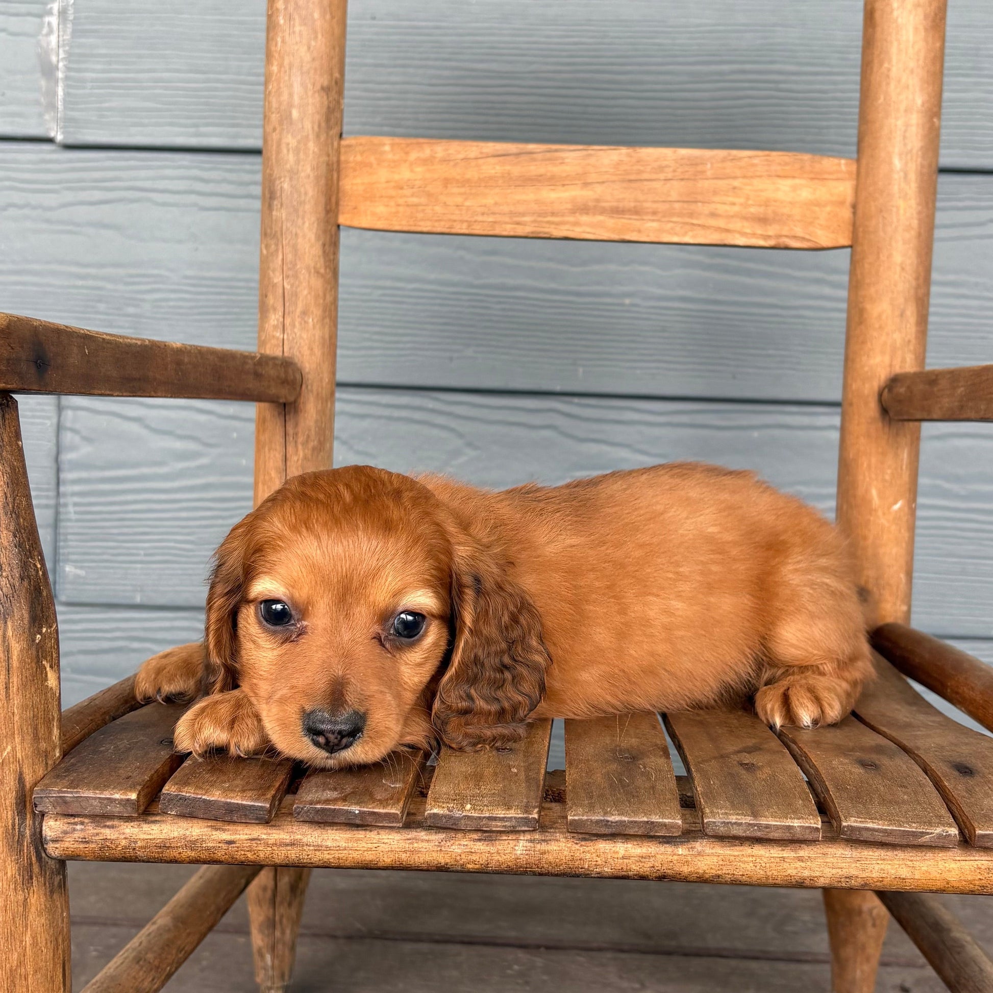 Mini Dachshund puppy sitting on a wooden chair against a wooden wall at RafterEPups
