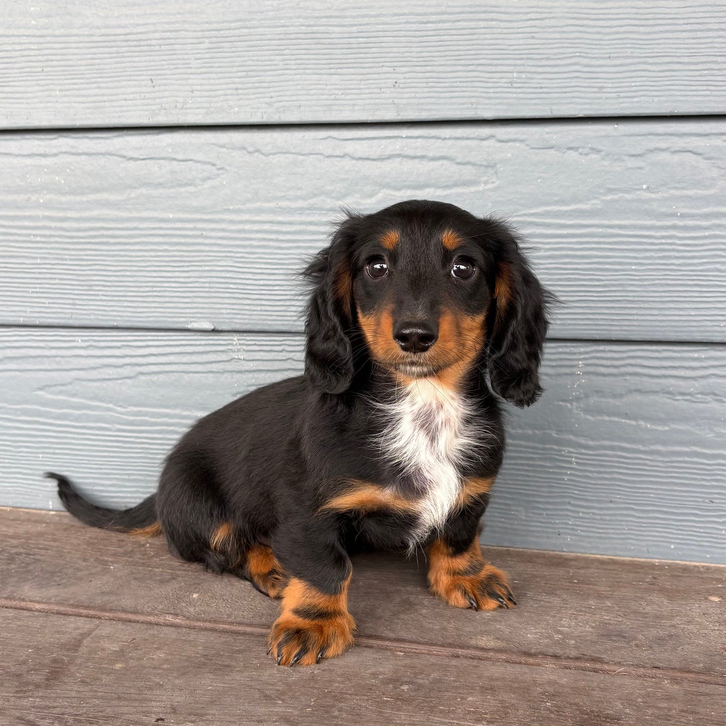 Small black and brown Mini Dachshund sitting on a wooden deck against a gray wooden wall at rafterepups