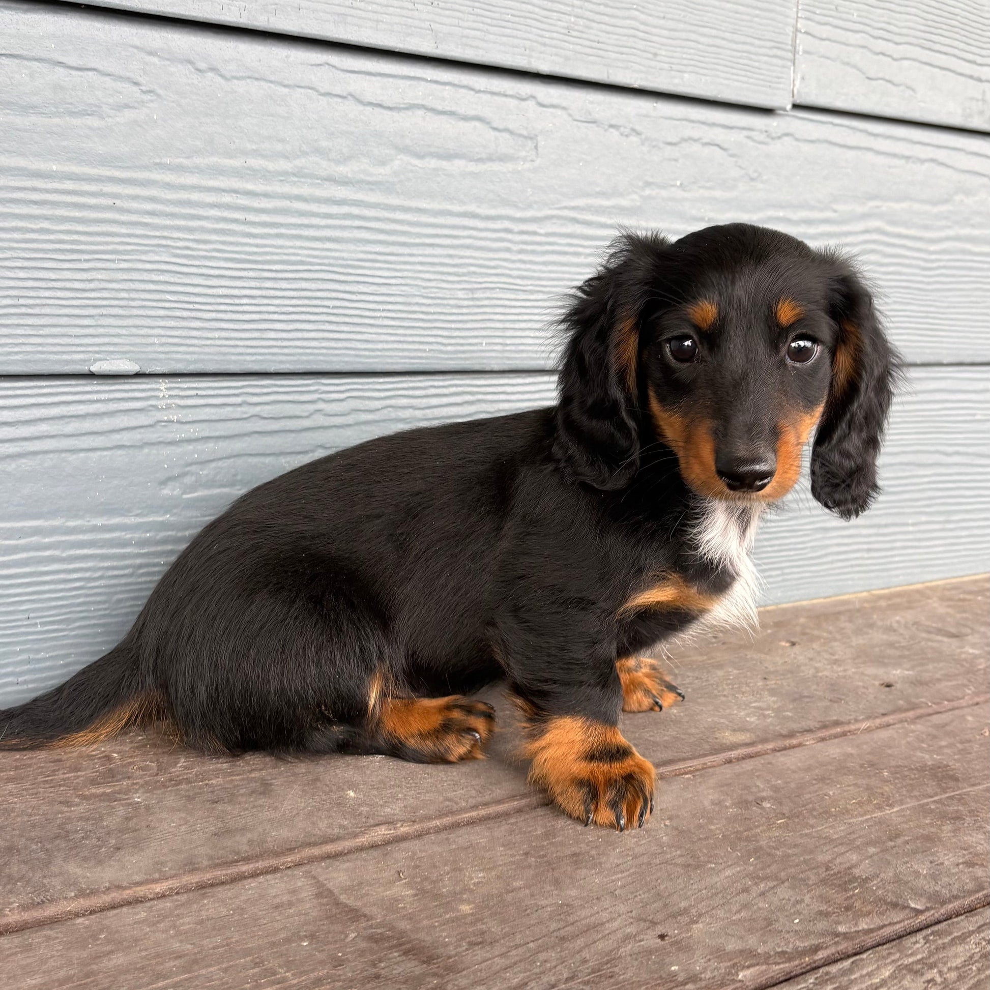 Small black and brown Mini Dachshund puppy sitting on a wooden deck against a light gray wall.
