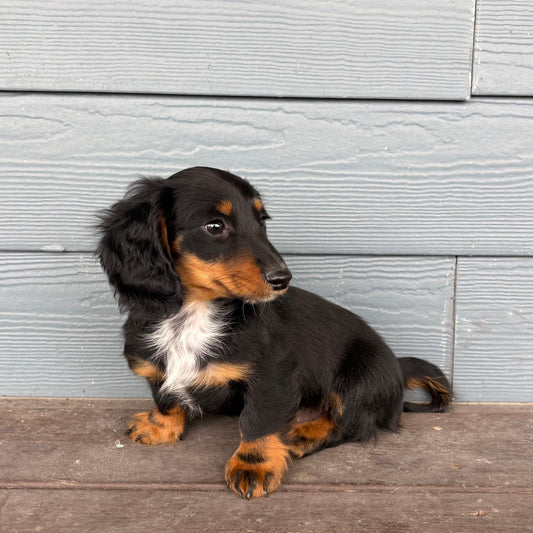 Small black and brown Mini Dachshund Puppy sitting on a wooden deck against a light gray wall.