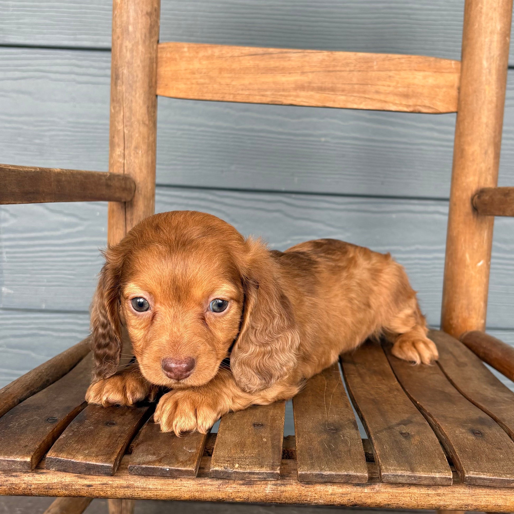 Mini Dachshund sitting on a wooden chair against a gray wooden wall at RafterEPups