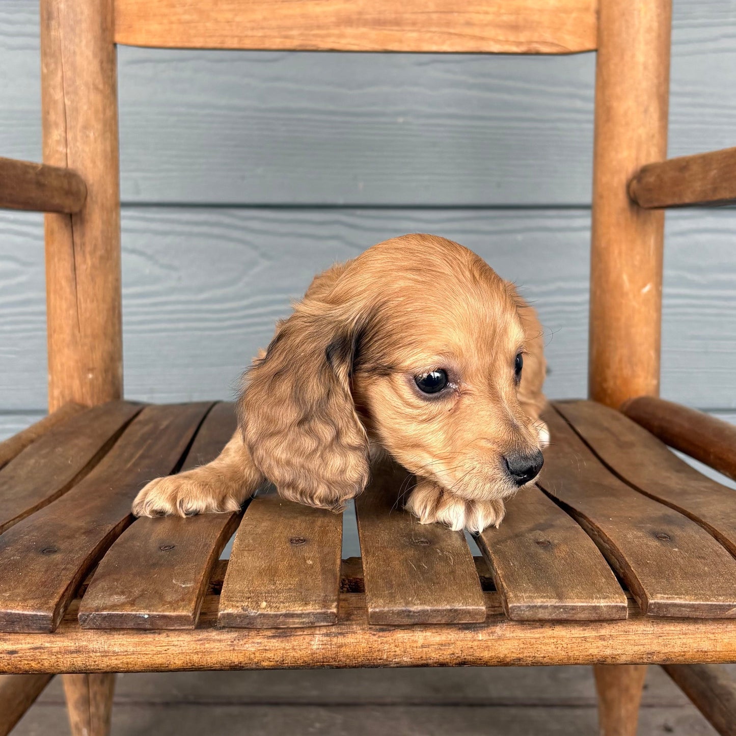 Mini dachshund Puppy sitting on a wooden chair outdoors with RafterEPups
