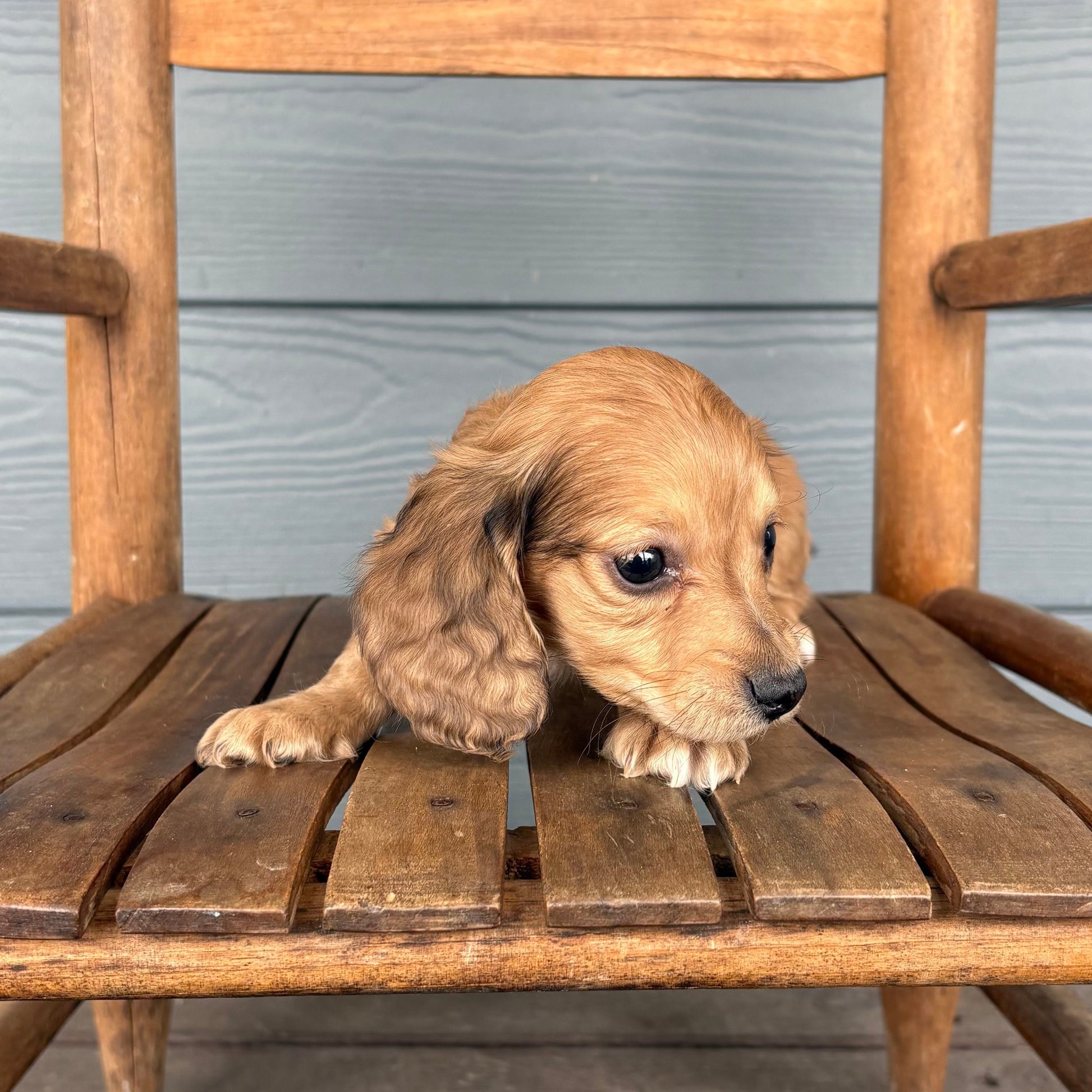 Mini dachshund Puppy sitting on a wooden chair outdoors with RafterEPups